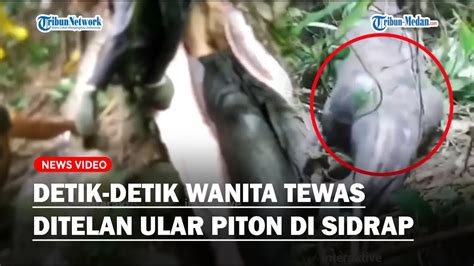 MERINDING Wanita 50 Tahun Tewas Ditelan Ular Piton Warga Belah Perut