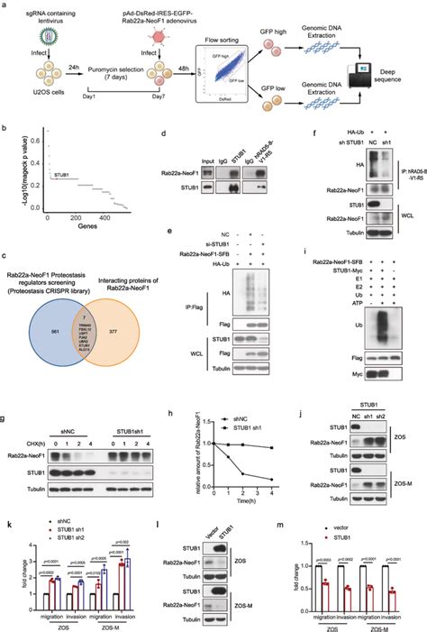 Proposed Model For The Lysosomal Degradation Of Rab A Neof Fusion