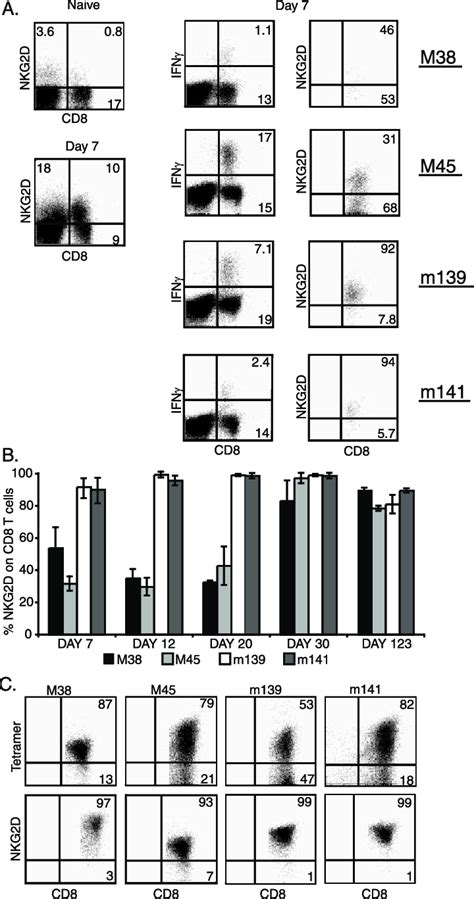 Expression Of NKG2D By MCMV Specific CD8 T Cells A Splenocytes From