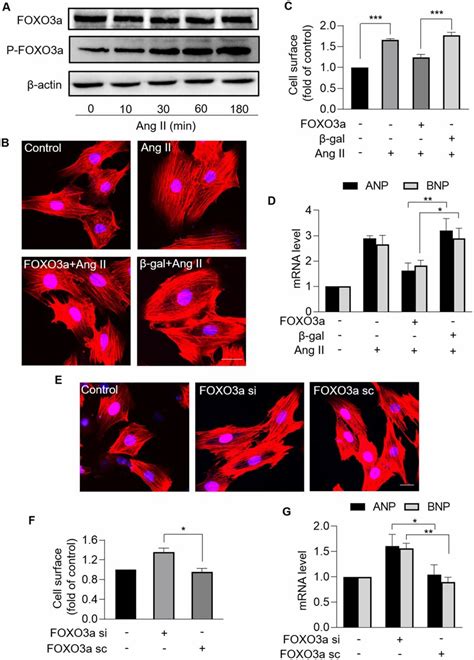 Foxo3a Protected Against Cardiomyocyte Hypertrophy A Immunoblotting