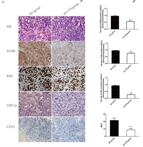 Hif1a Antibody Affinity Biosciences Ltd亲科生物官网