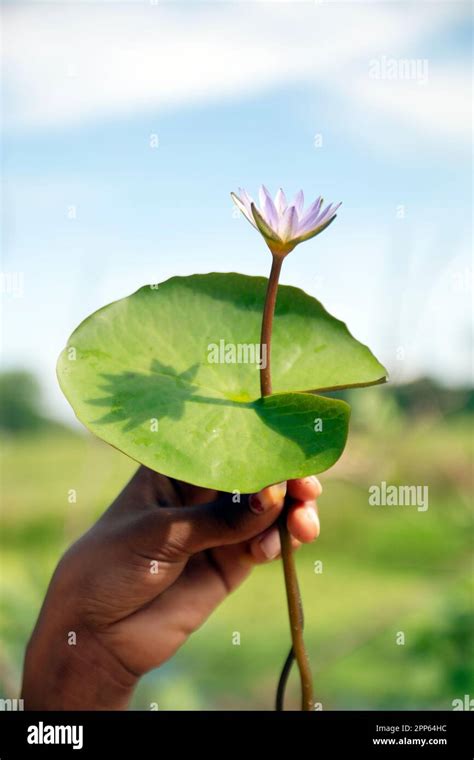 Loto Edulis Immagini E Fotografie Stock Ad Alta Risoluzione Alamy