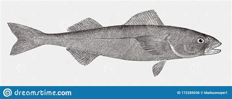 Bluefish Black Hand Drawn Realistic Outline Vector Image