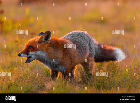 Red Fox Vulpes Vulpes Standing In A Meadow And Feedint Its Prey