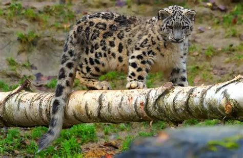 Snow Leopard - Description, Habitat, Image, Diet, and Interesting Facts