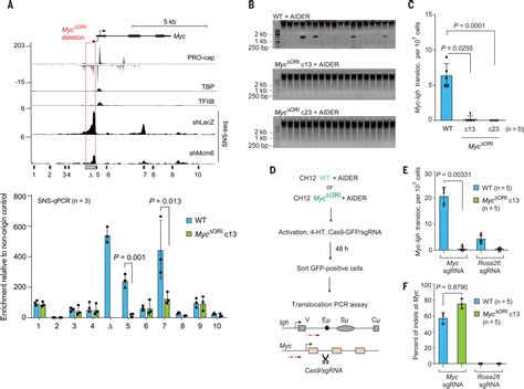 Dna Replication Timing Directly Regulates The Frequency Of Oncogenic