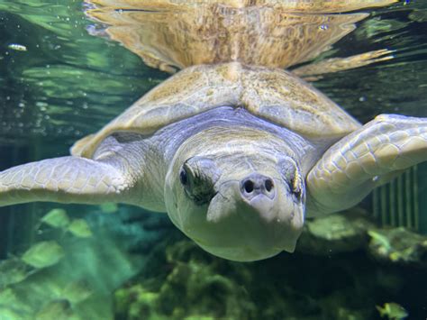 Kemp's Ridley Sea Turtle - Aquarium of Niagara