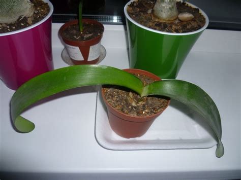 Гемантус (150 фото цветка): уход и выращивание в домашних условиях