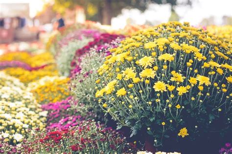 The Ultimate Guide to Fall Garden Mums