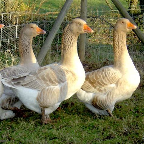 American Buff Goose British Waterfowl Association