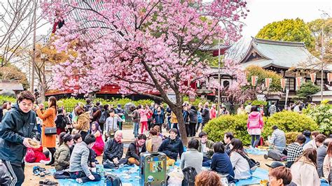 Unveiling the History of Sakura Festival