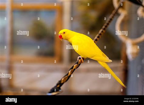 Periquito Lutino Indio Ringneck Fotograf As E Im Genes De Alta