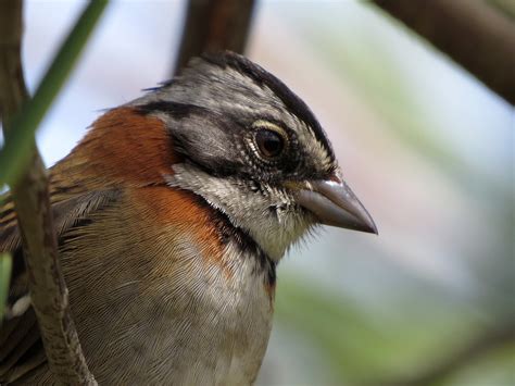 Gorrión Copetón Chingolo Común Rufous Collared Sparrow Zonotrichia