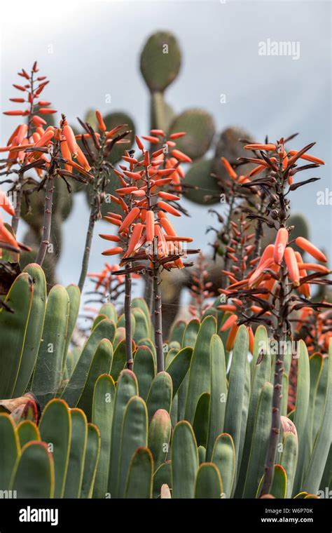 Aloe plant in bloom. Spectacular tall bright orange tubular flower ...