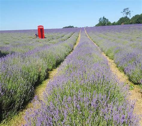 Lavender Field, Awesome Lavender Field, #26688