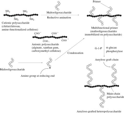 Chemoenzymatic Synthesis Of Functional Amylosic Materials