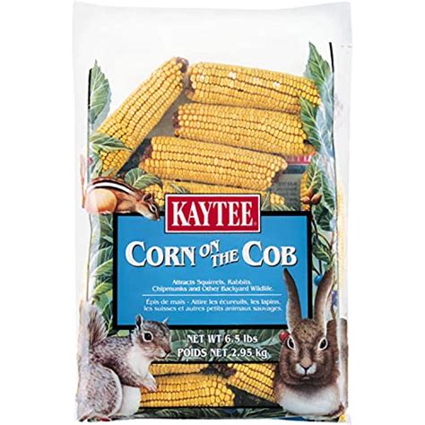 Do Squirrels Eat Corn Here S What You Need To Know Squirrel University