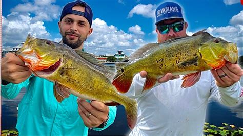 Catching Beautiful Peacock Bass Youtube