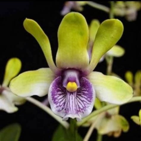 Jual Anggrek Dendrobium Violaceoflavens Anggrek Besi Papua Seedling