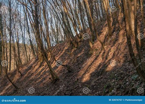 Soil Erosion Forest Stock Image Image Of Nature Prevent 32074757