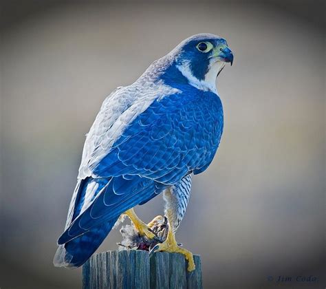 Blue Hawk! Jim Coda photography | Peregrine falcon, Peregrine, Bird