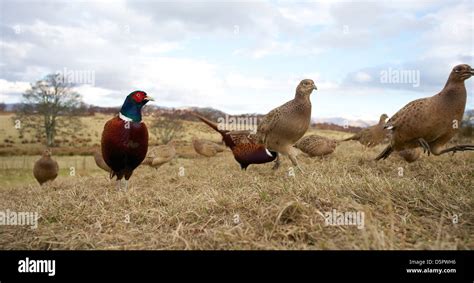 Pheasants Feeding On A Woodland Edge Feed Ride Stock Photo Alamy