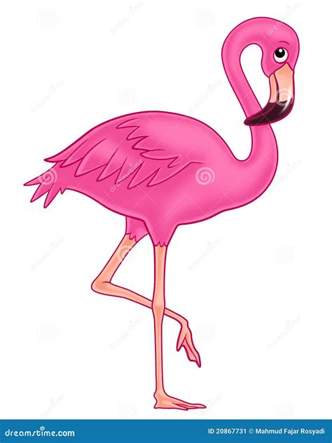 Flamingo Stock Abbildung Illustration Von Lang Selten 20867731