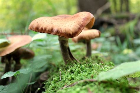 Mushroom Moss Forest Free Photo On Pixabay Pixabay