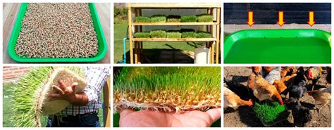 Grow Alfalfa Hydroponically SUCCESSFUL Step By Step Guide