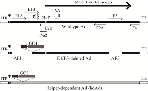 Schematic Representation Of The Adenovirus Genome And Various