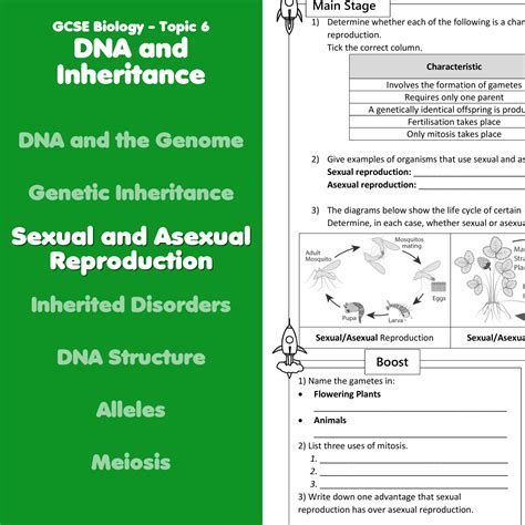 Sexual And Asexual Reproduction Home Learning Worksheet Gcse Teaching