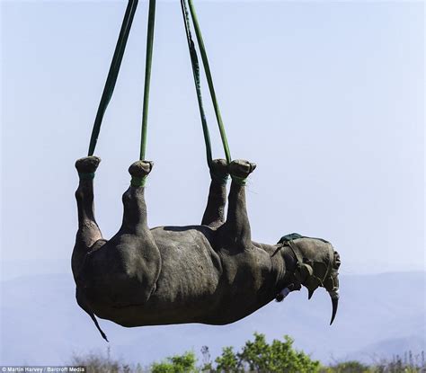 Psbattle This Upside Down Rhino R Photoshopbattles