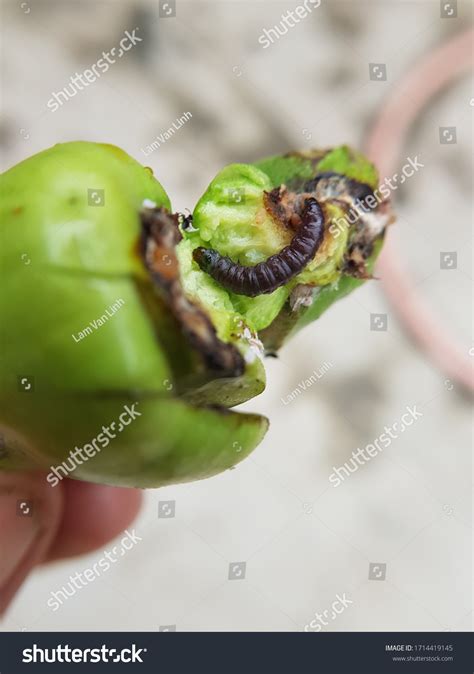 Larvae Cashew Apple Fruit Borer Conogethes Stock Photo 1714419145