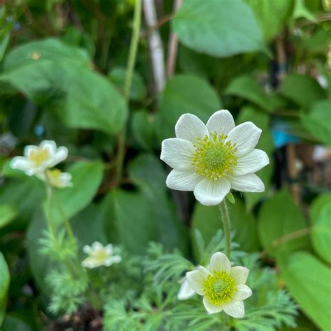 Frühlings Windröschen Anemone multifida Native Plants Pflanzenversand