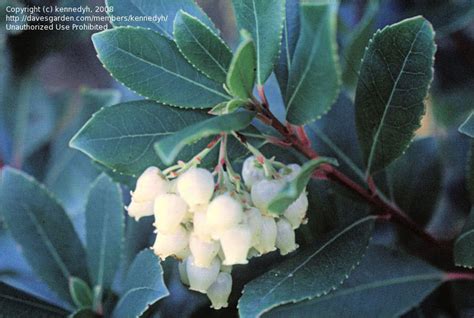 Plantfiles Pictures Arbutus Species Killarney Strawberry Tree