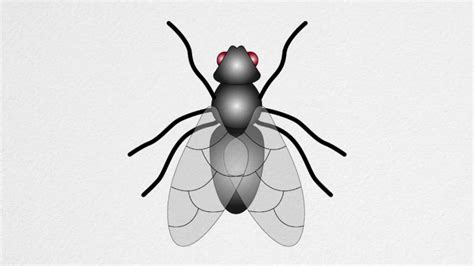 How To Draw A Fly Step By Step Youtube