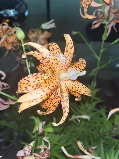 Photo Of The Bloom Of Double Tiger Lily Lilium Lancifolium Flore