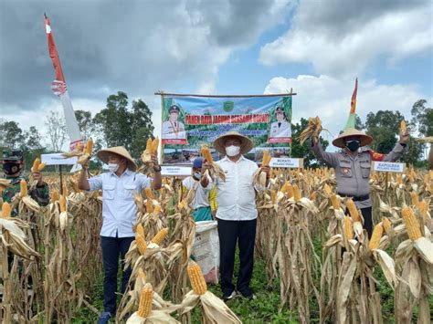 Panen Raya Jagung Hibrida, Bupati Edy Apresiasi Poktan Hasrat Mulya