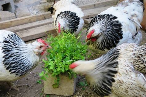 Pueden Las Gallinas Comer Tr Bol Beneficios Riesgos Y Consejos