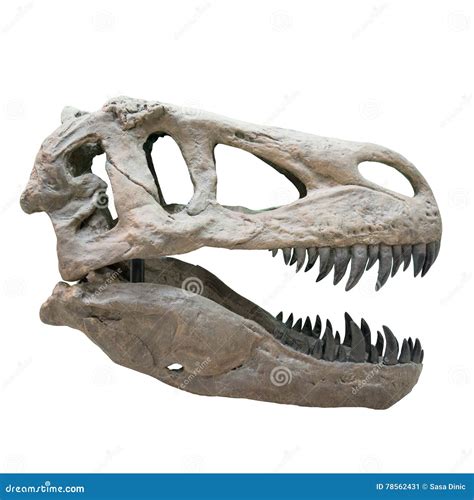 Tyrannosaurus Rex Skull Royalty-Free Stock Photo | CartoonDealer.com ...