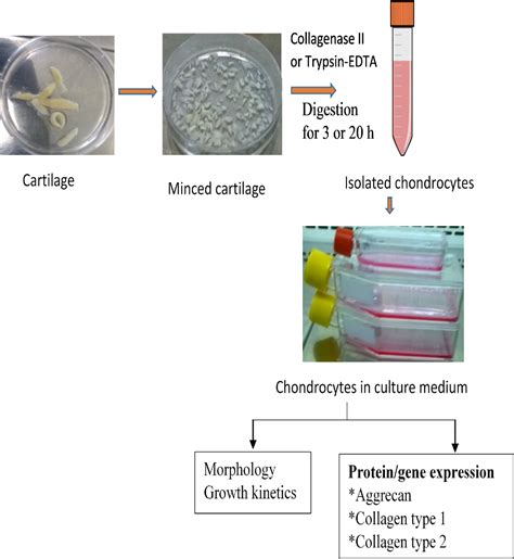 Figure From Optimization Of Protocol For Isolation Of Chondrocytes