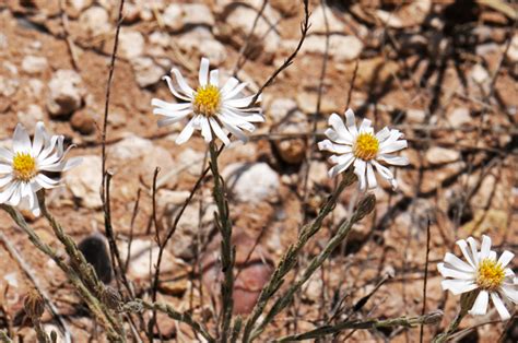 Chaetopappa Ericoides Rose Heath Southwest Desert Flora