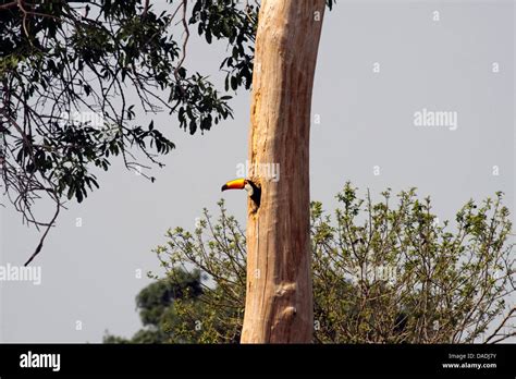 toco toucan (Ramphastos toco), peeking out of the nesting hole, Brazil, Mato Grosso, Pantanal ...