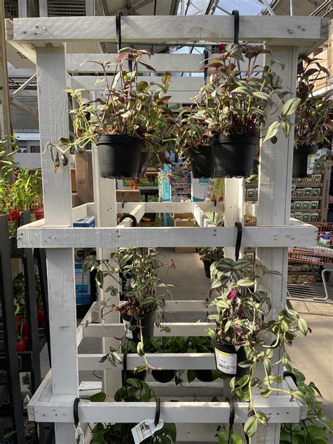 Home Depot - Folsom Blvd $10.99 6” : r/plantwatch