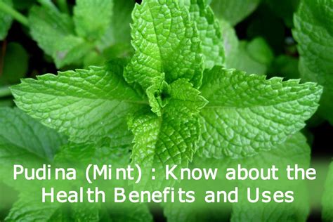 Pudina (Mint) : Know about the Health Benefits and Uses | Plants Information