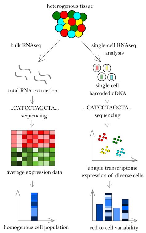 Bulk RNA sequencing and single-cell RNA sequencing workflow. | Download ...