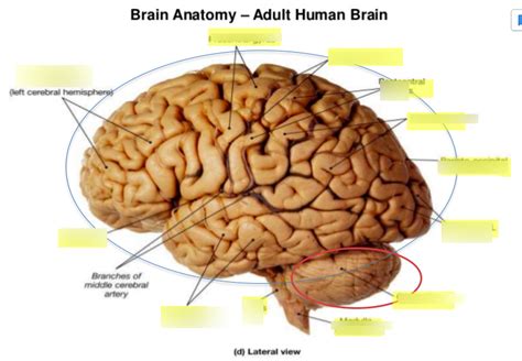 Neuroanatomy Diagram Quizlet