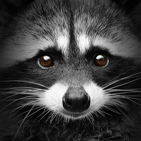 Raccoons Closeup Eyes Snout Glance Whiskers Nose Hd Wallpaper