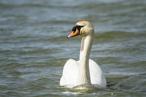 Cisne Vulgar Cygnus Olor Ecoregistros