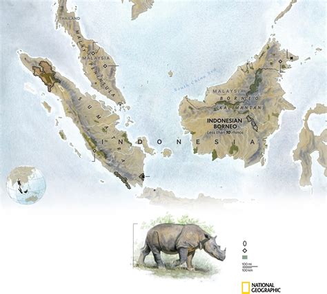 Sumatran Rhino Alliance